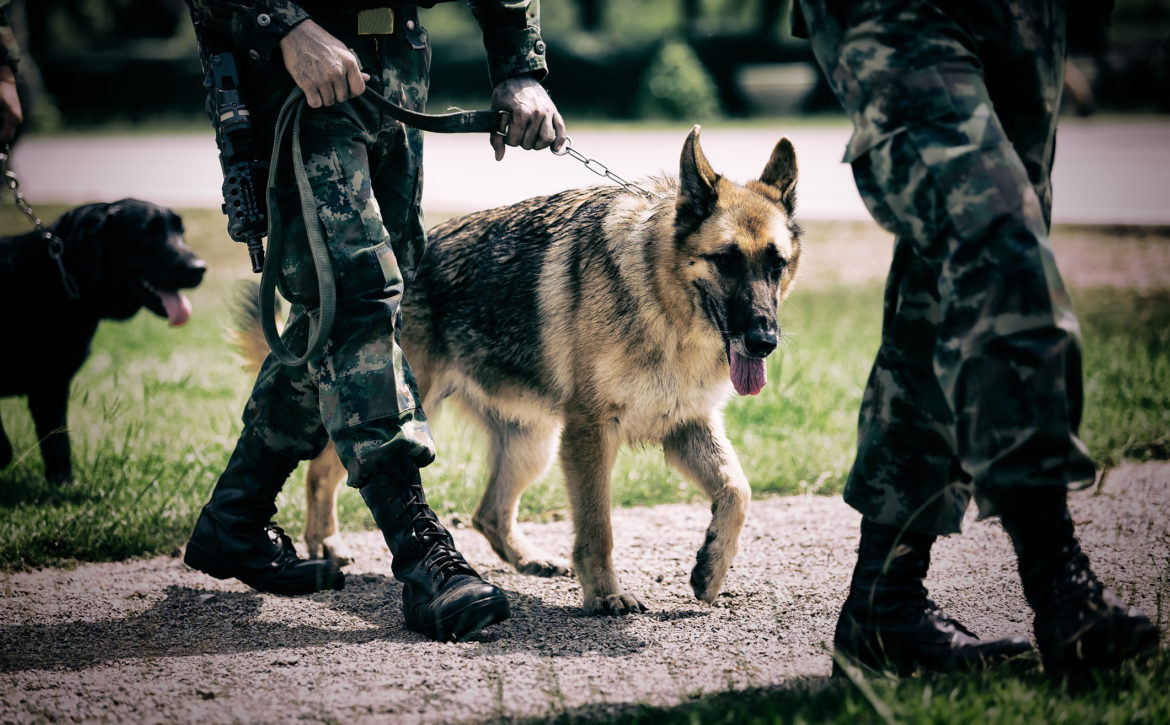 Soldier with military working dog.